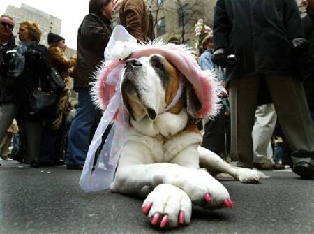 funny dog costume