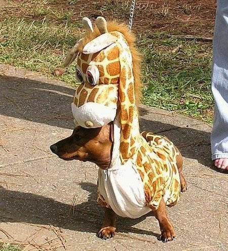 funny dog costume