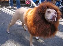 funny dog costume