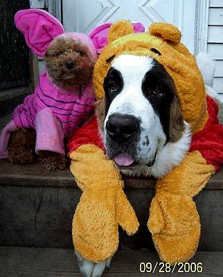 funny dog costume