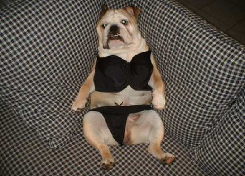 funny dog costume