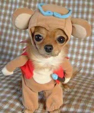 funny dog costume