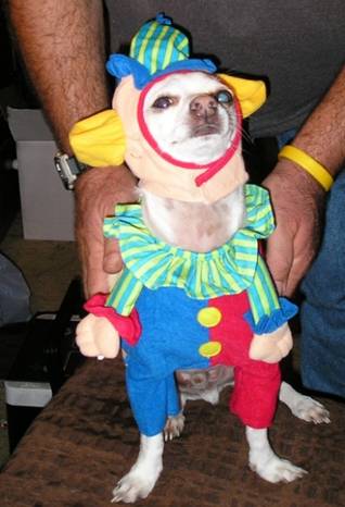 funny dog costume