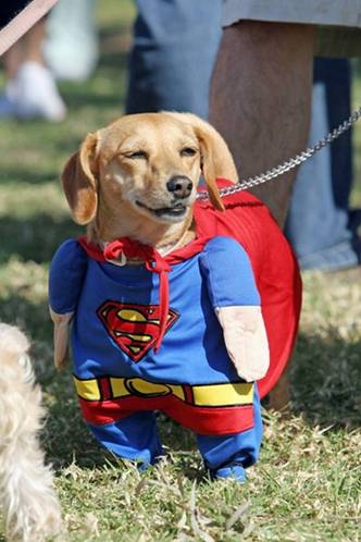 funny dog costume