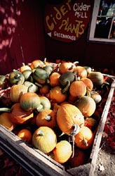 farmer's market