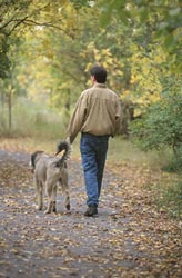 dog walk