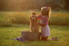 dog bath