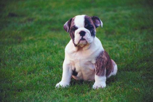Bulldogs are the 7th most popular breed in the United States.