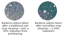 bacteria