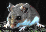 mouse hantavirus