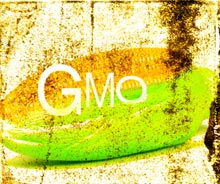 gmo