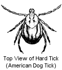 Tick